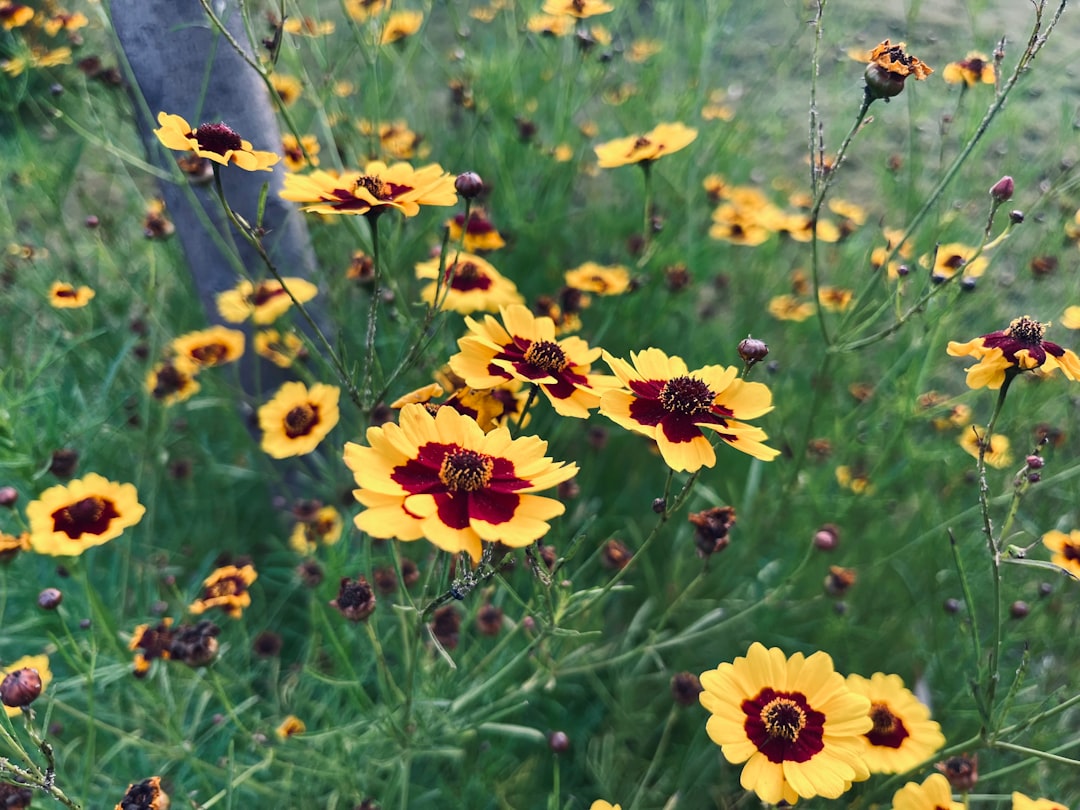 Snijbloemen tuin aanleggen: zo maak je je eigen pluktuin