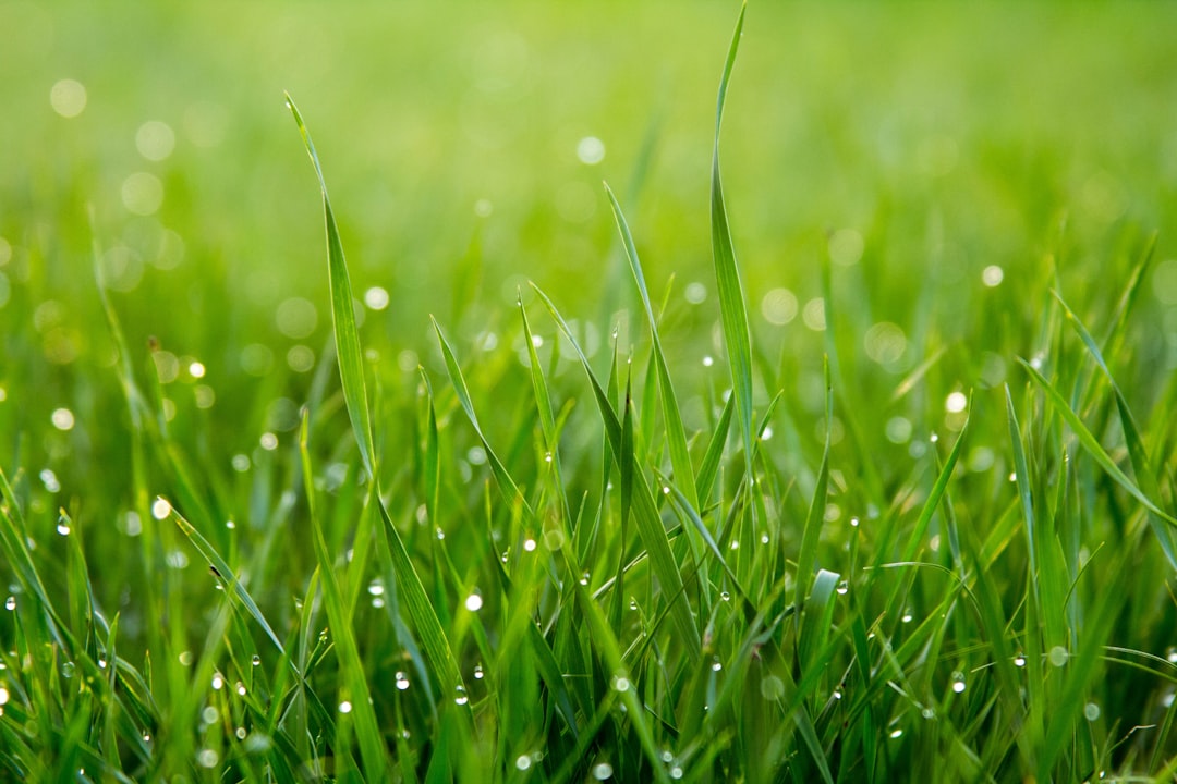 Gras aanleggen in de tuin: zo doe je het stap voor stap
